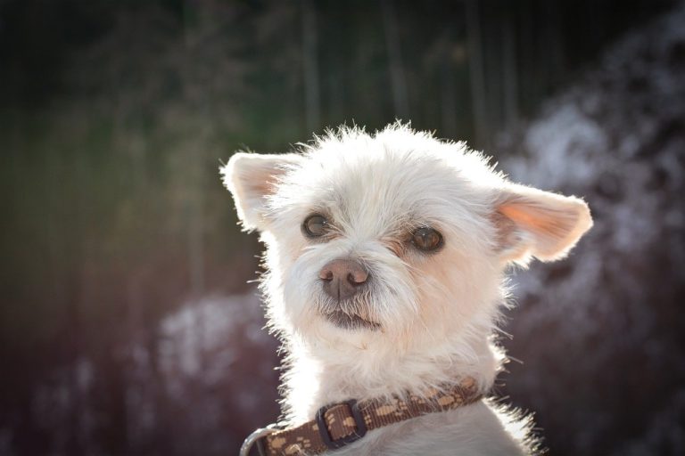 dog, yorkshire terrier, yorkie