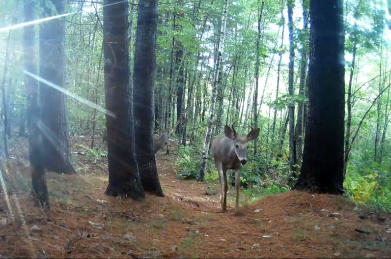 PeackockBrookTrail